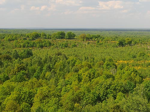 Blick vom Haselbergturm über die Königshöhe