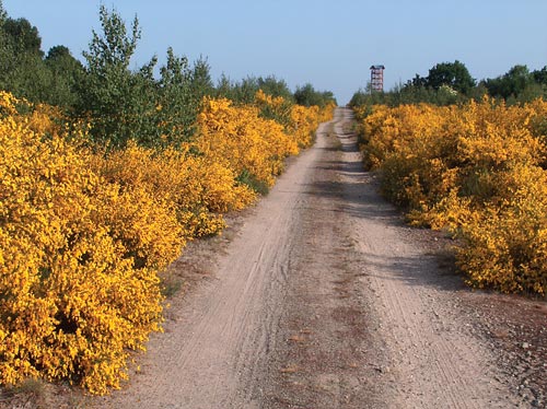 Turmpfad zur Ginsterblüte mit Haselbergturm im Hintergrund